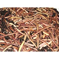 Gusanos tigre- para compost